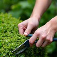 Jardinier taillant une haie